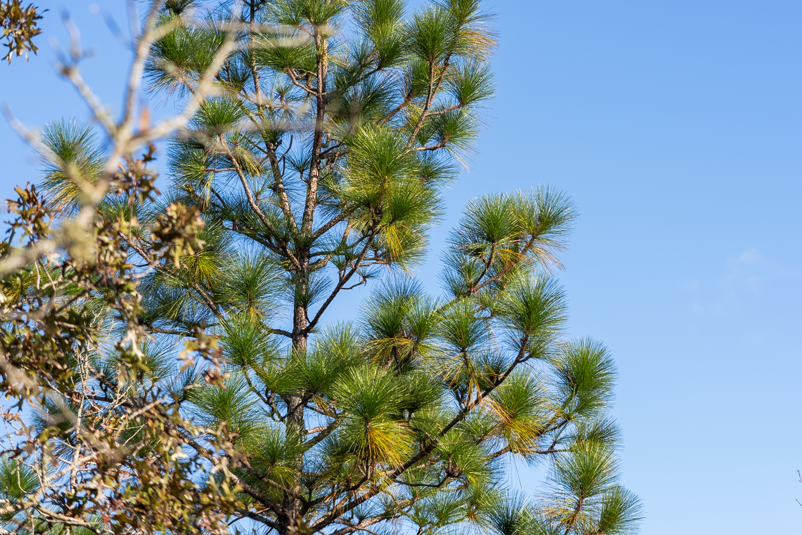 Why Your Best Life Is Waiting at the End of a Dirt Road By Juliana Scolari | Golden Ridge Partners