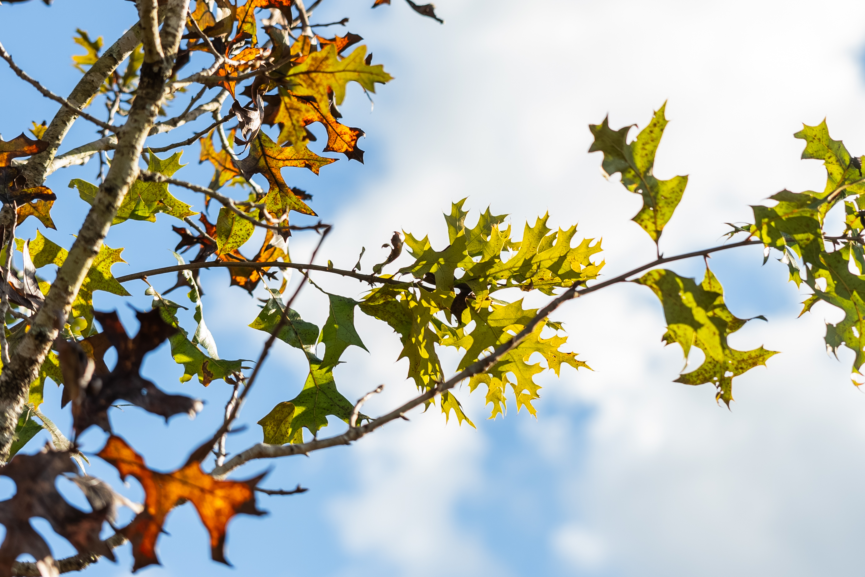 The Most Expensive Thing You Can Do is Wait By Juliana Scolari | Golden Ridge Partners 2025