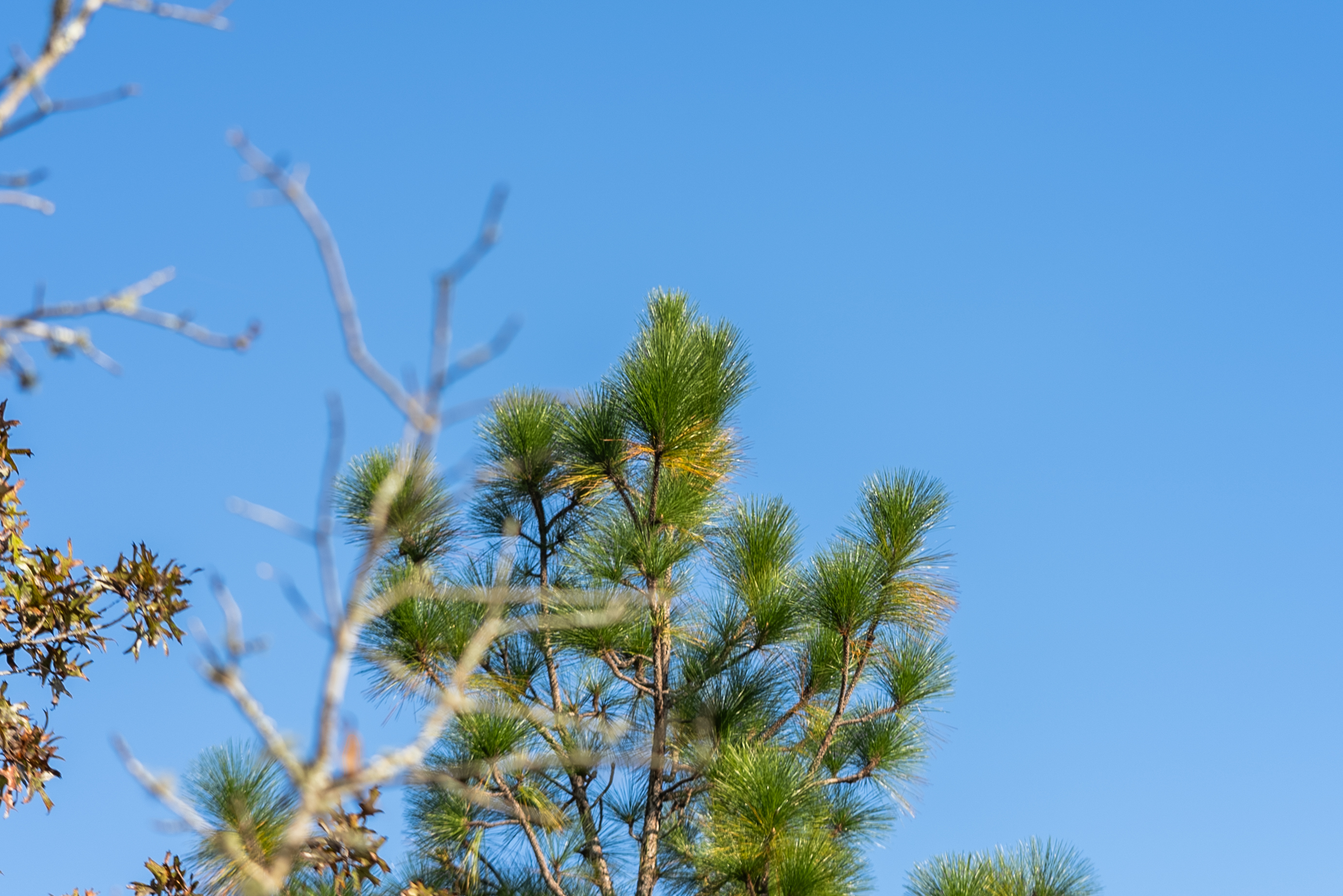 The 5 Myths of Buying Land (And Why You Don't Need a Bank) By Juliana Scolari | Golden Ridge Partners