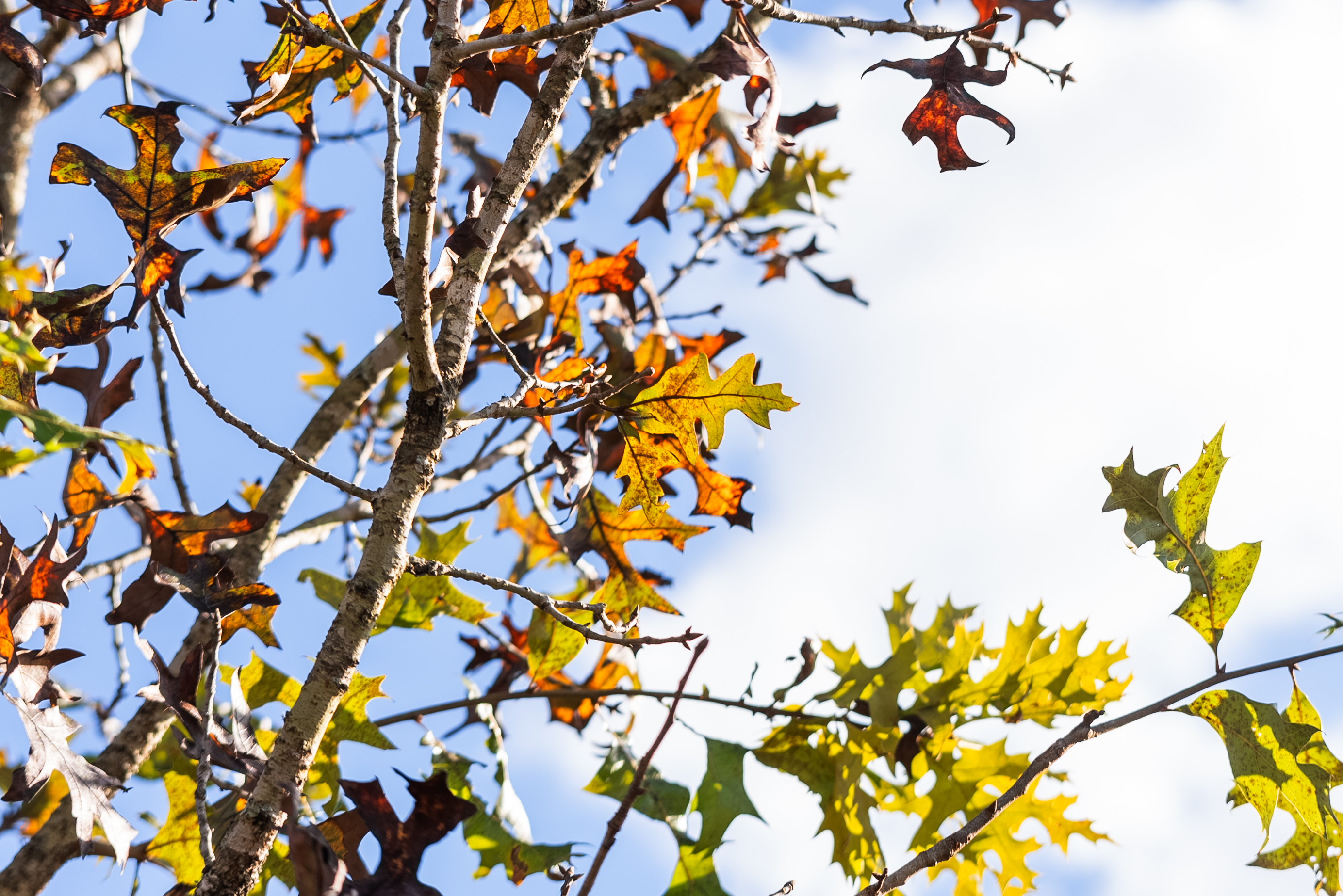 Why Raw Land is the Inflation Hedge You Need in 2025